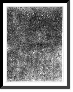Historic Framed Print, Poplar grove - 2,  17-7/8" x 21-7/8"