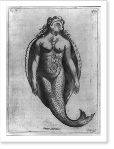 Historic Photo Print - Pesce Donna - Vintage Wall Art Gift