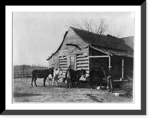 4 starving animals (mules and horse?) of the drought area in the midwest Classic, Vintage Wall Art