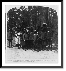Little tea pickers African American children, who sang for President Roosevelt - Pinehurst Tea Farm, Summerville, S.C, Vintage Print