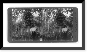 Tropical fruit growing - papaya, Vintage Print