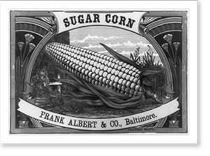Black & White Photo - Baltimore - Sugar corn, Frank Albert & Co