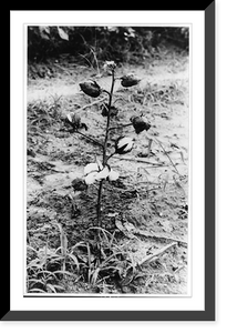 Historic Framed Print, [Alabama],  17-7/8" x 21-7/8"