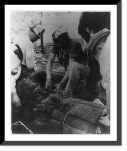 CCC boys filling work boxes with young trees in preparation for the day's tree planting, Antique Poster