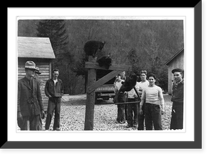 Three bear cubs caught by CCC of Laurel Fork Camp, Monongahela National Forest, West Virginia Classic, Vintage Wall Art