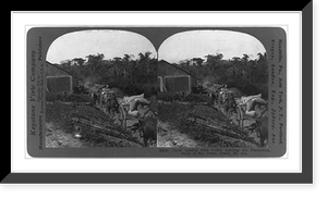 Historic Framed Print, Carts loaded with coffee leaving the plantation, state of Sao Paulo, Brazil, So. Am.,  17-7/8" x 21-7/8"