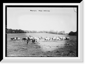 Historic Framed Print, British Polo ponies,  17-7/8" x 21-7/8"
