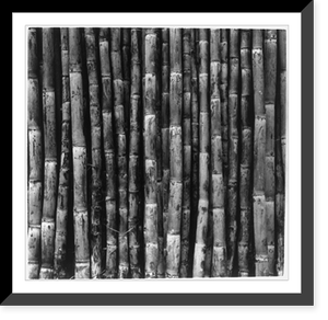 Sugar cane agriculture, Central America - 2, Antique Print