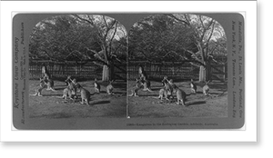 Historic Landscape - Australia: Kangaroos in the Zoological Garden