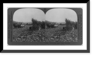 Historic Framed Print, Harvesting sugar cane, Australia,  17-7/8" x 21-7/8"