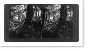 Antique Photo Print - Tree ferns - old and young trees, Australia