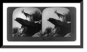 Large buck deer standing on rock projecting from cliff, Vintage Wall Art