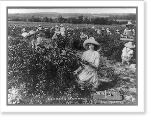 Black & White Photo - Picking berries, Weatherford, Texas
