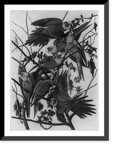 7 Carolina parakeets on branch of tree, Antique Poster