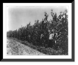 Historic Framed Print, A corn crop on Lamb-Fish Lumber Company's plantation near Charleston, Miss.,  17-7/8" x 21-7/8"