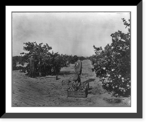 2 men picking oragnes, Florida, Vintage Wall Art