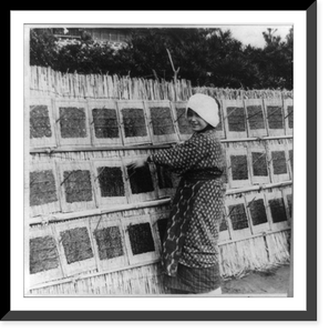 Woman placing seaweed, which is an important item of the Japanese diet, on rack to dry, Japan Classic, Vintage Poster