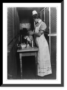 Bide-A-Wee Home for Animals, New York, N.Y.: woman bandaging a dog, Historic Reproduction
