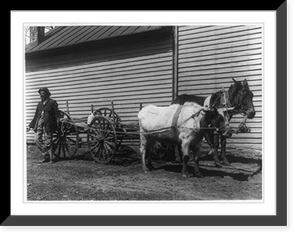 African American man with steer and mule pulling wagon, Vintage Print