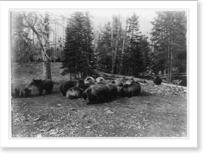 Antique Scenic Print - Yellowstone - Grizzly bears (silvertips)