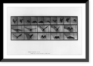 Historic Framed Print, Animal locomotion - 6,  17-7/8" x 21-7/8"