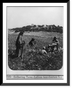 Gathering tares (lolium temulentum L.), Vintage Poster