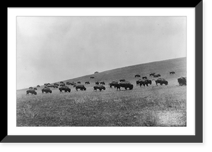 Historic Framed Print, Buffalo in Montana,  17-7/8" x 21-7/8"