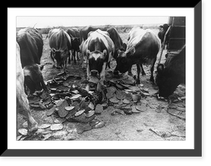 Cows eat prickly pear cactus. seared to remove the thorns, on a ranch about 20 miles east of San Angelo, Texas, Vintage Wall Art