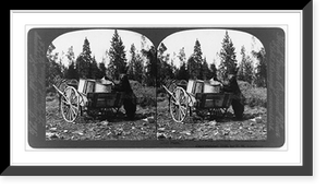 Historic Landscape - Yellowstone - Large black bear at garbage pails