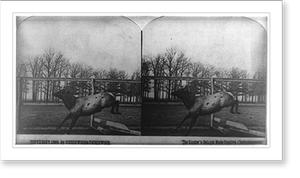 Vintage Photo Print - The hunter's delight made captive (instantaneous)