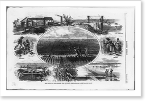 Vintage Americana Print - Savannah - Rice culture on the Ogeechee