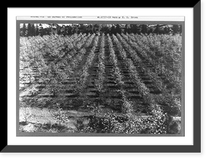 Historic Framed Print, Cashmere Valley. April 1938. An apple orchard in full bloom in the Wenatchee apple district showing benefit of the Columbia Basin reclamation project.photo by K.G. Brown.,  17-7/8" x 21-7/8"