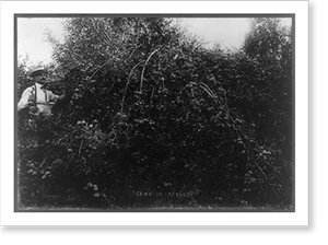Historic Photo Print - Genatin-apples - Vintage Home Decor Print