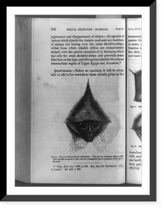 Head of Semnopithecus rubicundus, Vintage Print