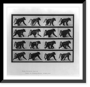 Historic Framed Print, Animal locomotion - 9,  17-7/8" x 21-7/8"