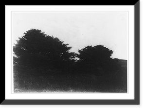 Trees in landscape, taken during the Harriman Alaska Expedition of 1899, Historic Reproduction