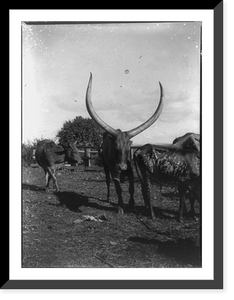 Historic Framed Print, Cattle, Africa,  17-7/8" x 21-7/8"