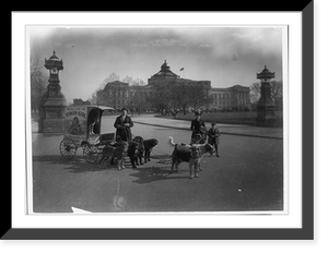 Small wagon, pulled by dog team, with advertisement poster: We pull for the Yukon Girl" with Library of Congress Jefferson Building in background", Antique Print