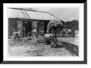 Historic Framed Print, Sugar cane mill, Barbados,  17-7/8" x 21-7/8"