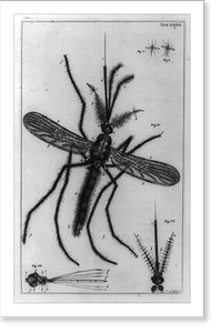 Antique Photo Print - Male gnat, with details of two heads