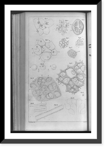 Animal and plant cells drawn to show their similar nature and origin.Th. Schwann, del, Historic Print