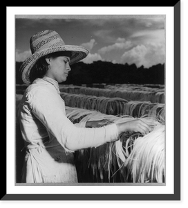 Woman putting henequen out to dry on rails, El Salvador, Vintage Poster