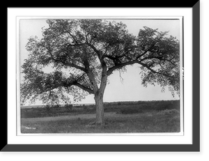 Historic Framed Print, The mythic tree,  17-7/8" x 21-7/8"