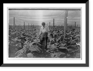Man inspecting shade tobacco in field, Cuba Classic, Vintage Wall Art