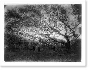 Historic Military - Niagara Falls - The wonder oaks of Fort George
