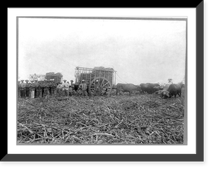 Special private police protecting sugar cane loaders and cattle during insurgents' attack, Soledad, Cuba, Vintage Poster