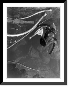 Tide pool, Point Lobos.EW, Antique Poster