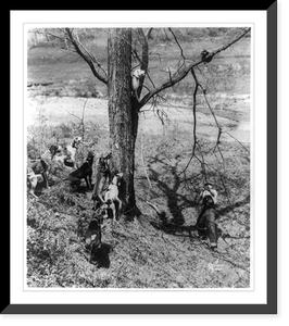 Treed Classic, Antique Print
