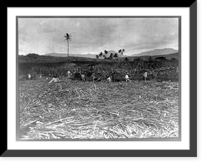 A Sugar cane plantation, Oahu, Historic Print