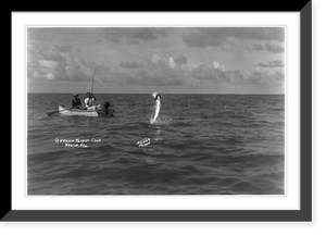 Tarpon standing on his tail, Antique Print